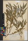 Foto von Salix alba subsp. alba L.